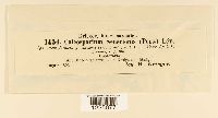 thumbnail image of current specimen