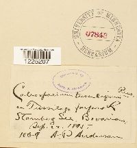 Thumbnail image of current specimen