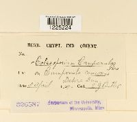 thumbnail image of current specimen