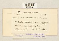 Coleosporium cimicifugatum image