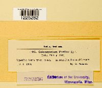 Thumbnail image of current specimen