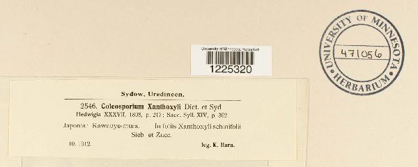 Coleosporium xanthoxyli image