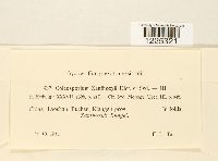 Coleosporium xanthoxyli image