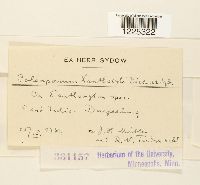 Coleosporium xanthoxyli image