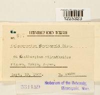 Coleosporium xanthoxyli image