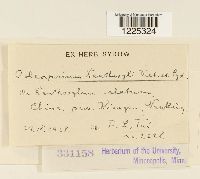 Coleosporium xanthoxyli image