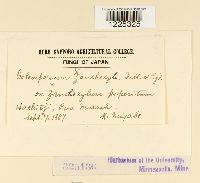 Coleosporium xanthoxyli image