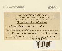 thumbnail image of current specimen