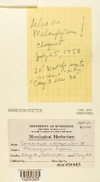 Cronartium coleosporioides image