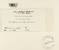 Media resource of Cronartium comandrae