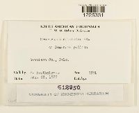 Cronartium comandrae image