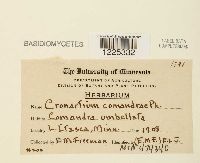 Cronartium comandrae image