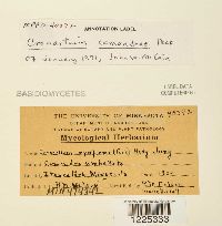 Cronartium comandrae image