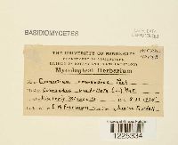 Cronartium comandrae image