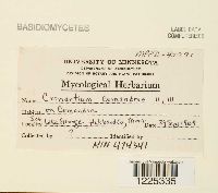 Cronartium comandrae image