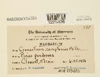 Cronartium comptoniae image