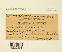 Cronartium comptoniae image