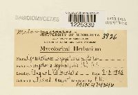 Cronartium comptoniae image