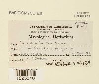 Cronartium comptoniae image