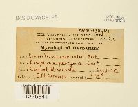 Cronartium comptoniae image