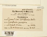 Cronartium comptoniae image