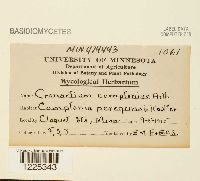 Cronartium comptoniae image