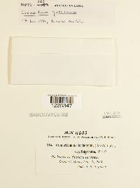 Cronartium quercuum image