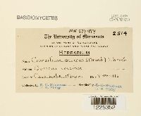 Cronartium quercuum image