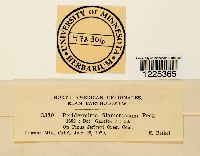 Cronartium coleosporioides image