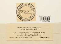 Cronartium coleosporioides image