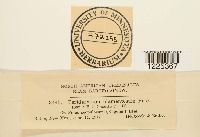 Cronartium coleosporioides image