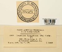 Cronartium coleosporioides image