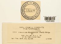 Cronartium coleosporioides image