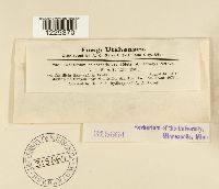 Cronartium coleosporioides image