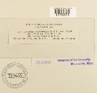 Cronartium coleosporioides image