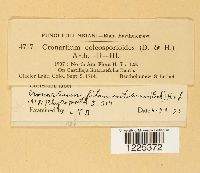 Cronartium coleosporioides image