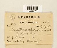 Cronartium coleosporioides image