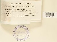 Cronartium coleosporioides image