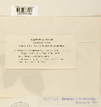 Cronartium coleosporioides image