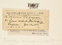 Cronartium coleosporioides image