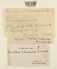 Cronartium coleosporioides image