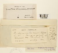 Cronartium coleosporioides image