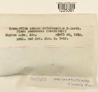 Cronartium coleosporioides image