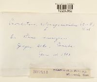 Cronartium coleosporioides image