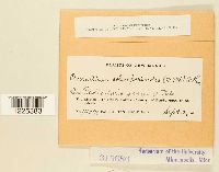 Cronartium coleosporioides image