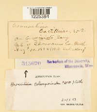 Cronartium coleosporioides image