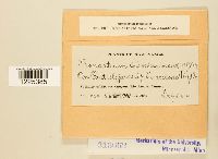 Cronartium coleosporioides image