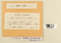 Cronartium coleosporioides image