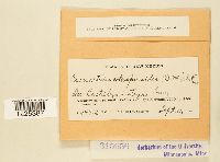 Cronartium coleosporioides image