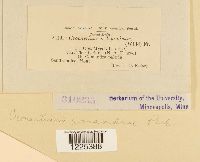 Cronartium comandrae image